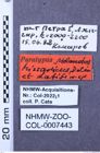 Etiketten zu Melanotus hissaricus (NHMW-ZOO-COL-0007443)